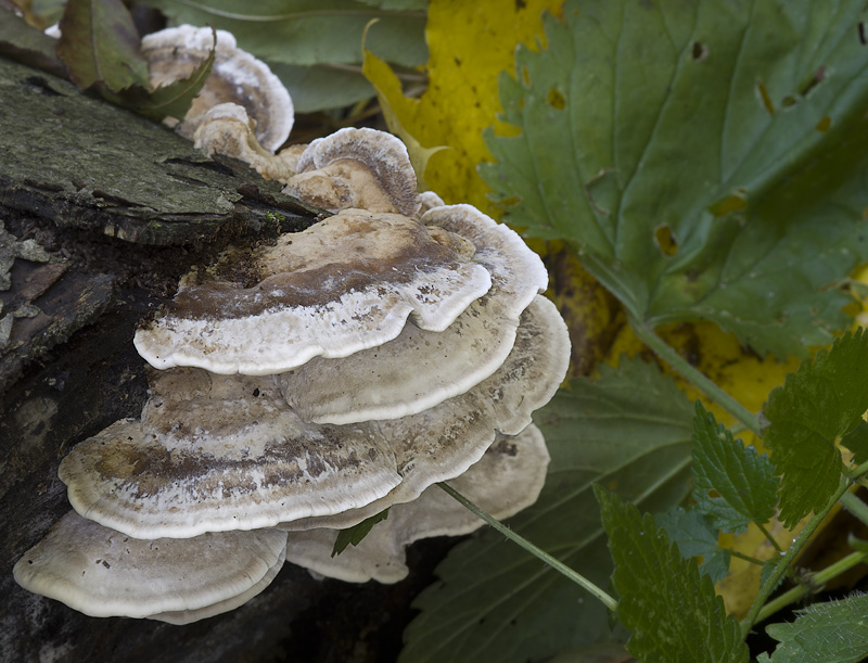 Bjerkandera fumosa